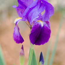 Flor de Iris en un lateral de la carretera GU-188 que lleva al dique del collado lateral del embalse de El Vado.