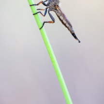 Mosca de la subfamilia Asilinae. Moscas carnívoras que se alimenta de otros insectos voladors o de la misma especie que caza al vuelo.